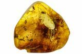 mm Fossil Cockroach (Blattoidea) In Baltic Amber - Rare! #109512-1